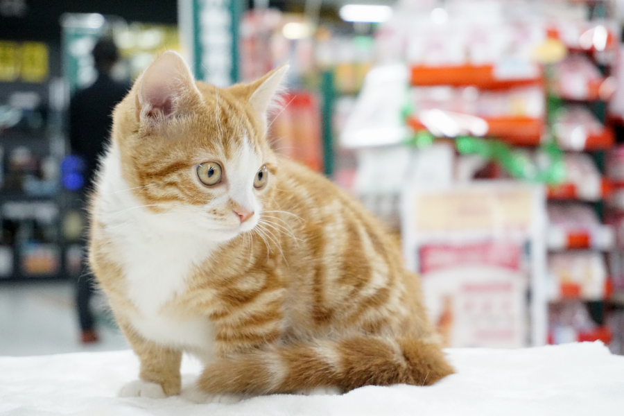 マンチカン - ペットショップ マルワン梅島 東京都足立区