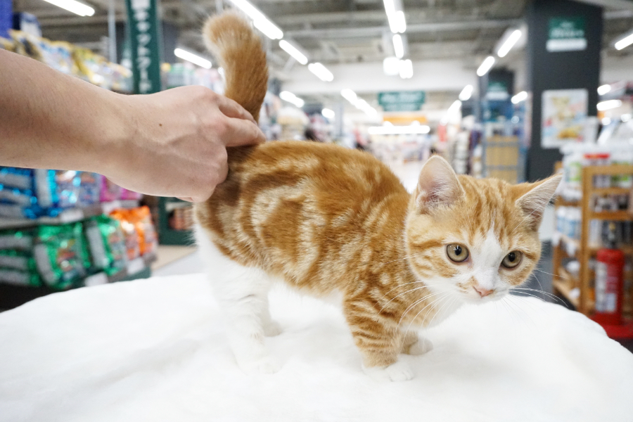 マンチカン - ペットショップ マルワン梅島 東京都足立区