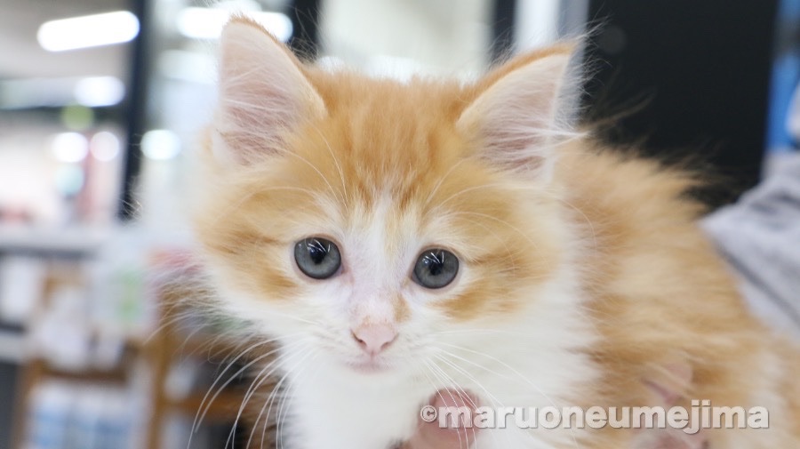 ノルウェージャンフォレストキャット - ペットショップ マルワン梅島 東京都足立区