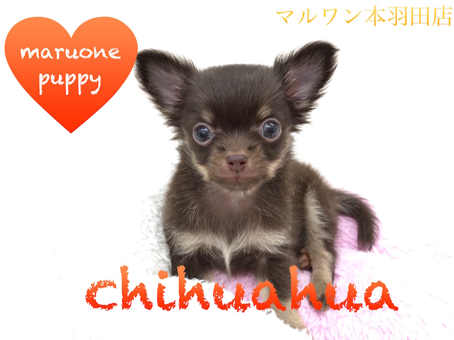 【チワワ】単マーキングが愛らしいチョコレート風味のポケットドッグがやってきた！：本羽田店Pick upベイビーNo.512502