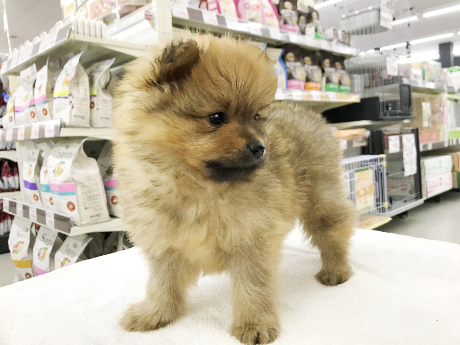 ポメラニアン - ペットショップ マルワン鎌ヶ谷 千葉県鎌ヶ谷市北初富