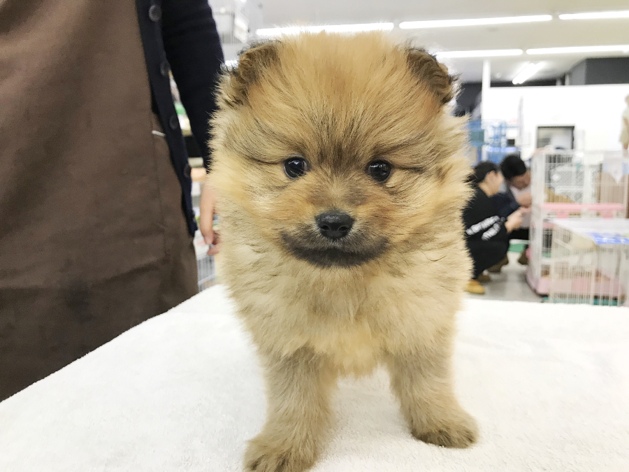 ポメラニアン - ペットショップ マルワン鎌ヶ谷 千葉県鎌ヶ谷市北初富