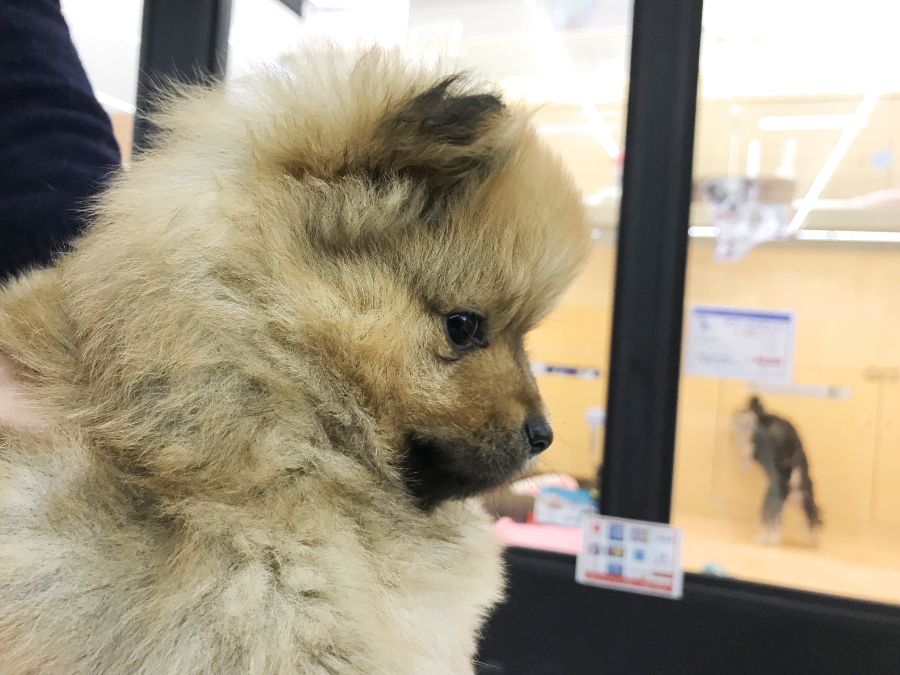 ポメラニアン - ペットショップ マルワン鎌ヶ谷 千葉県鎌ヶ谷市北初富