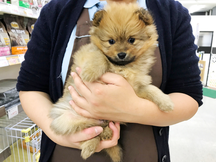 ポメラニアン - ペットショップ マルワン鎌ヶ谷 千葉県鎌ヶ谷市北初富