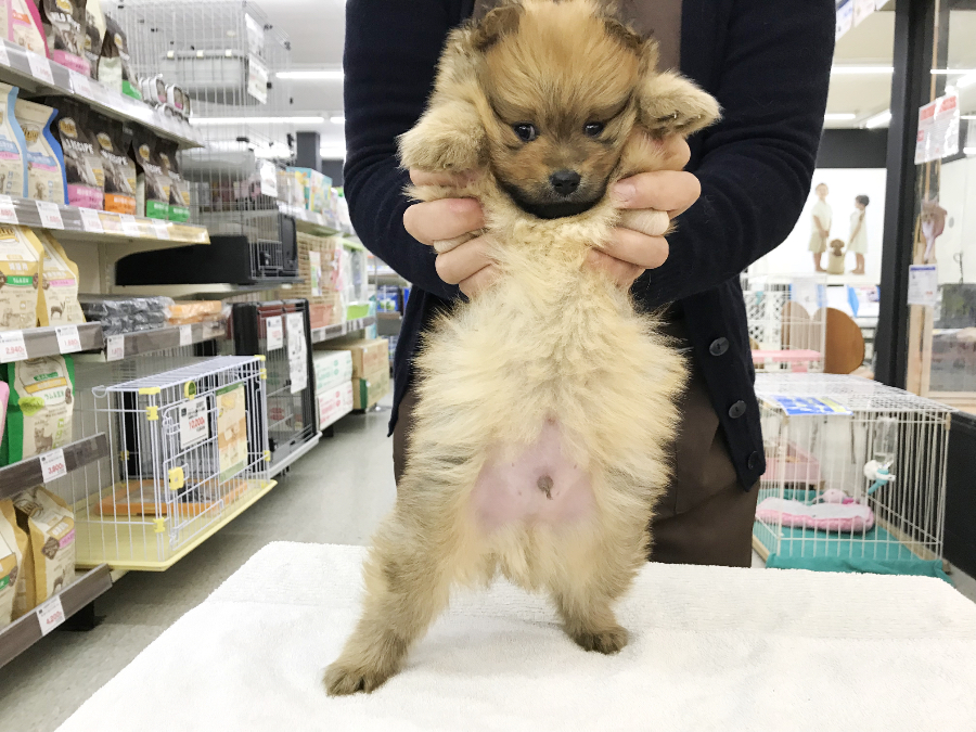 ポメラニアン - ペットショップ マルワン鎌ヶ谷 千葉県鎌ヶ谷市北初富