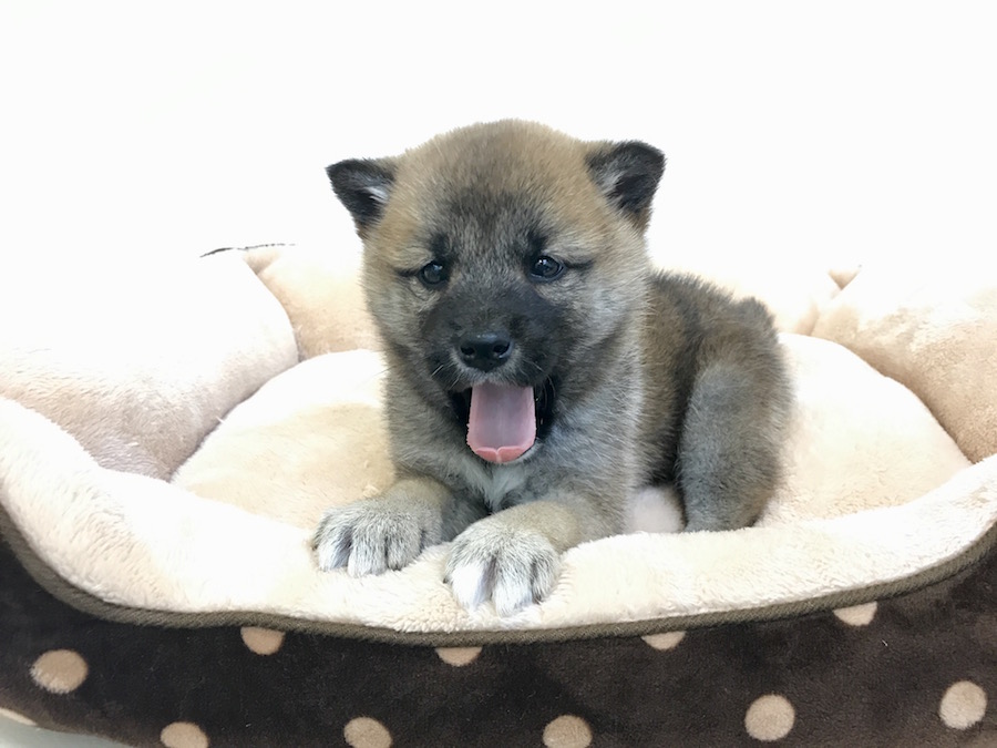 柴犬 - ペットショップ マルワン鶴見 神奈川県横浜市鶴見区