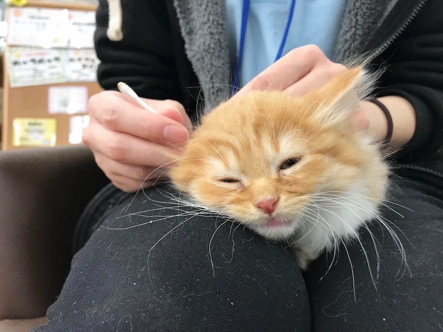 お耳掃除 | マンチカン - ペットショップ マルワン相模大塚 神奈川県大和市
