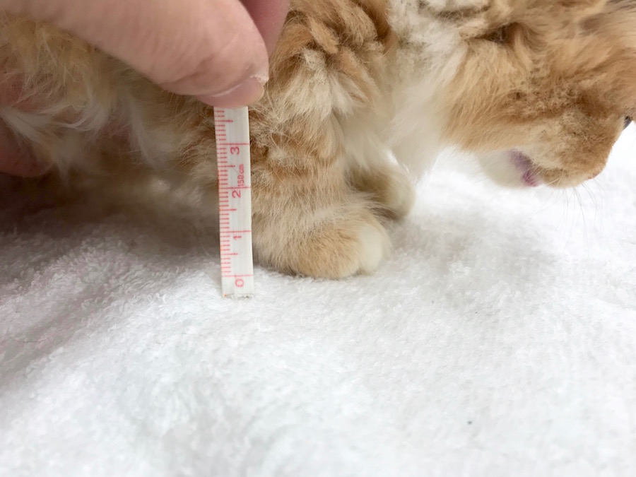 脚の長さなんと4cm弱！ | マンチカン - ペットショップ マルワン相模大塚 神奈川県大和市