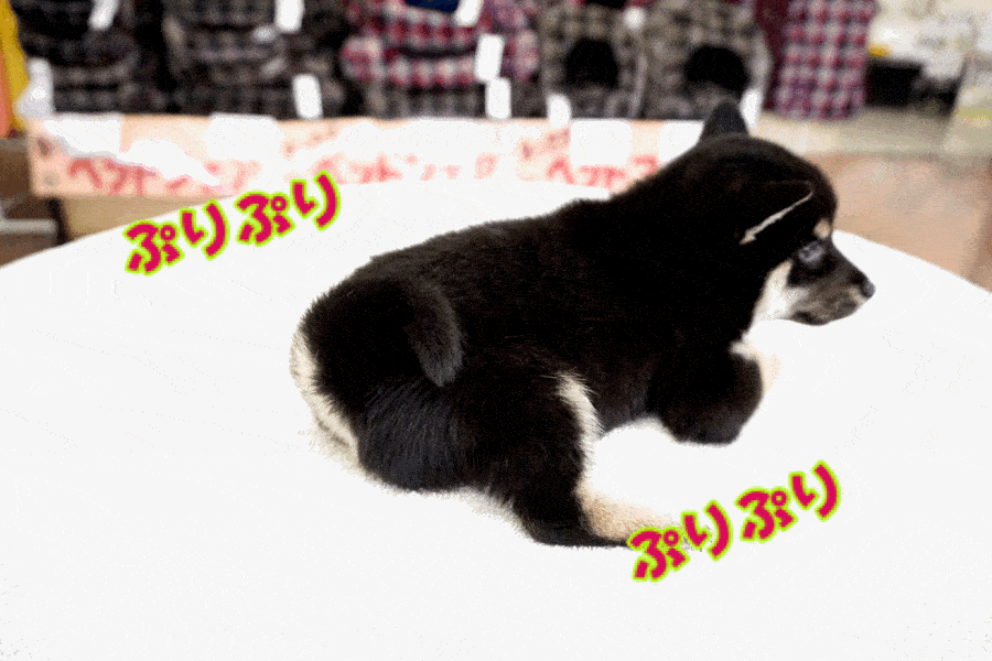柴犬 - ペットショップ マルワン鎌ヶ谷 千葉県鎌ヶ谷市北初富