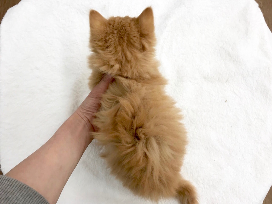 背中は全面に綺麗な明るい鮮やかなレッドの被毛 | マンチカン - ペットショップ マルワン相模大塚 神奈川県大和市