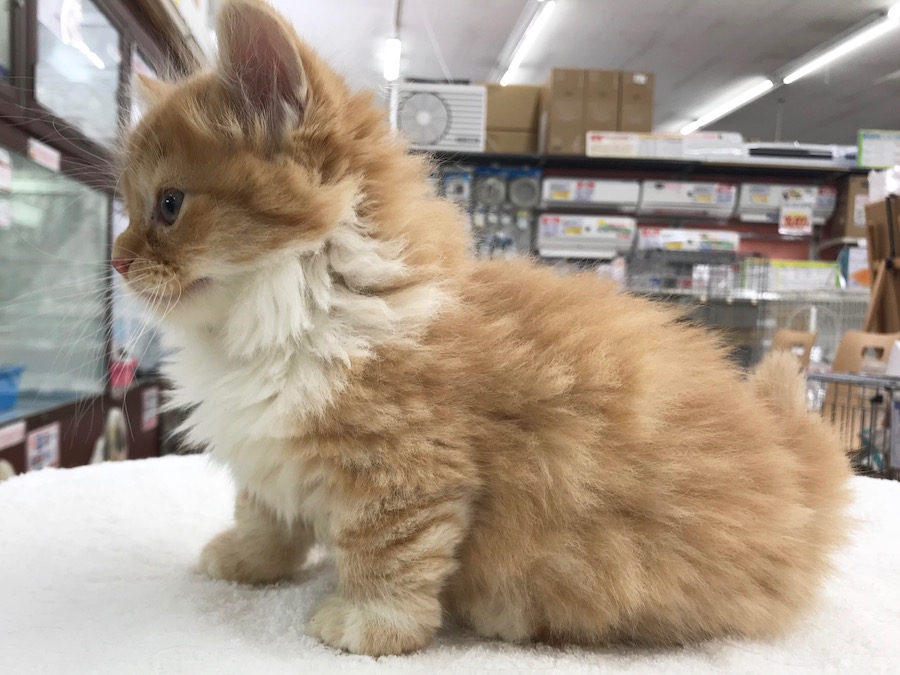 ムチっとしたフォルムも可愛いです。。。 | マンチカン - ペットショップ マルワン相模大塚 神奈川県大和市