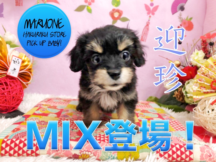 【マルチーズ×ミニチュアダックスフント】超特徴的！オンリーワンコの決定版が登場！：白楽店PICK UPベイビーNo.11535