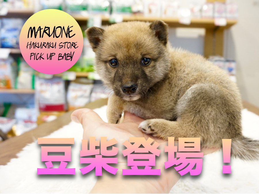 【豆柴】超希少！豆柴くんがやってきた♡しかも○○かも！？？？絶対見るべし！！:マルワン白楽店PICK UPNo.11539