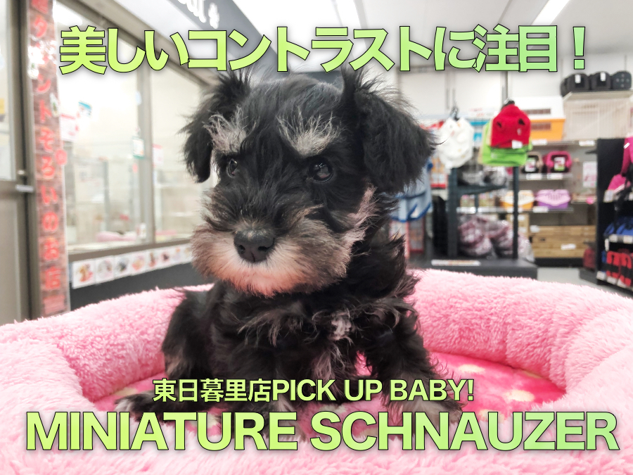 【ミニチュア・シュナウザー】オシャレで従順！銀と黒のコントラストが美しい！：東日暮里店PICK UPベイビーNo.014199