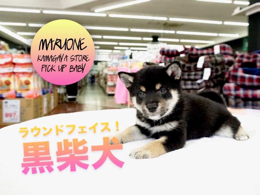 【黒柴】驚愕の超ラウンドフェイス！最高の四つ目ちゃんがやってきた！Mr.K巡業シリーズ第一弾！：鎌ヶ谷店PICK UPベイビー！No.117136