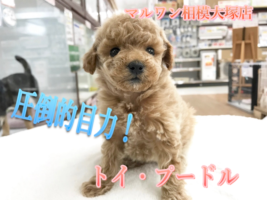 【トイ・プードル】圧倒的な目力！戌年の主役はアタシのもの！？：相模大塚店Pick UpベイビーNo.814435