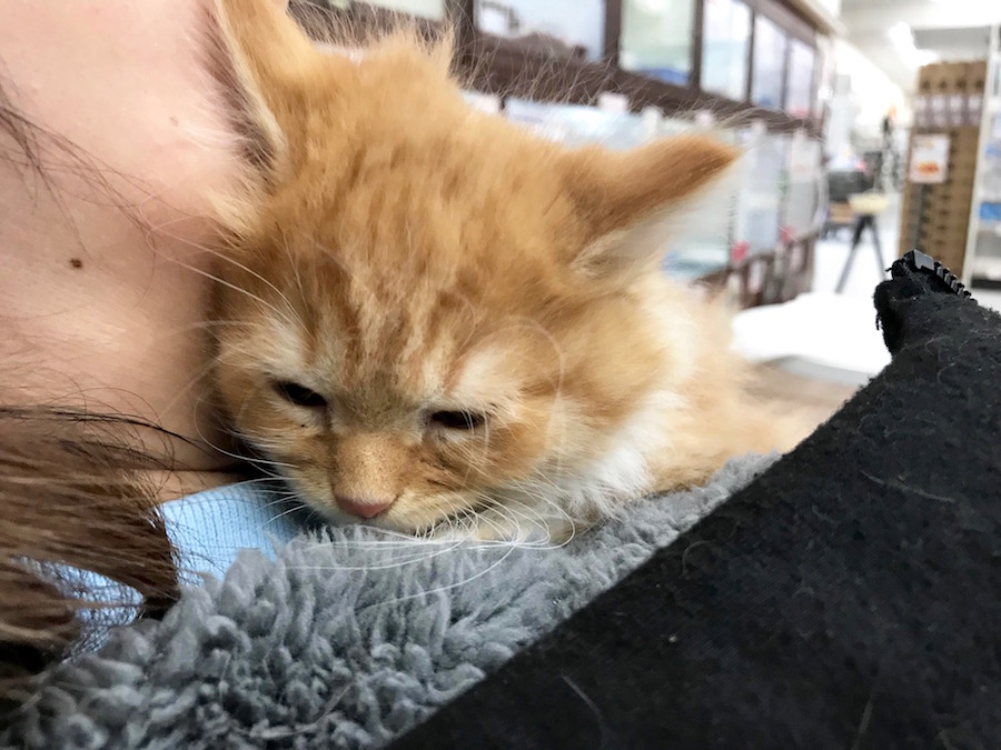 ドードーちゃんの方で眠るマンチくん | マンチカン - ペットショップ マルワン相模大塚 神奈川県大和市
