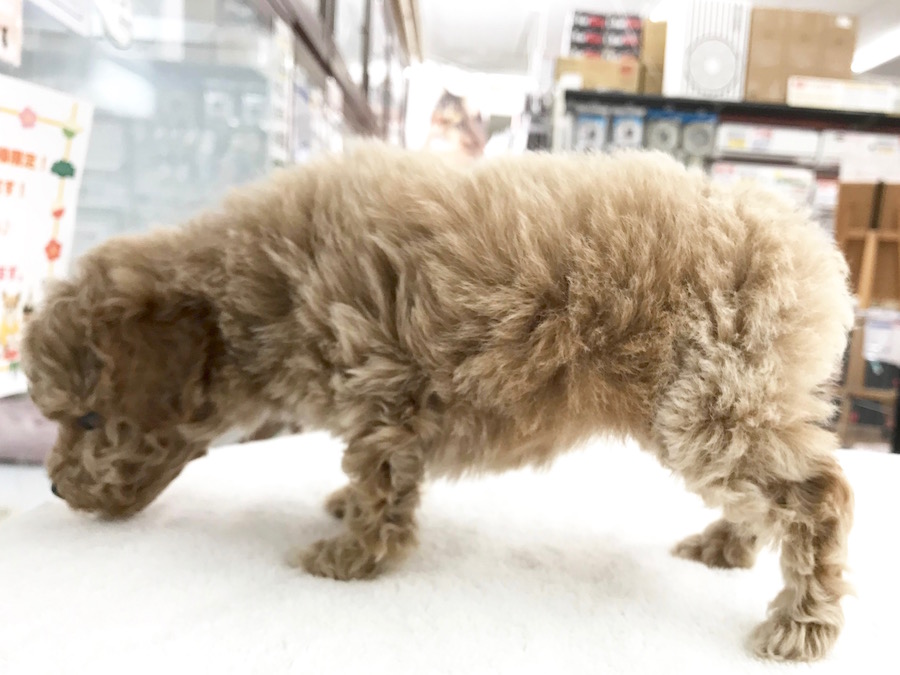 プーちゃんのもっふもふボディ | トイ・プードル - ペットショップ マルワン相模大塚 神奈川県大和市