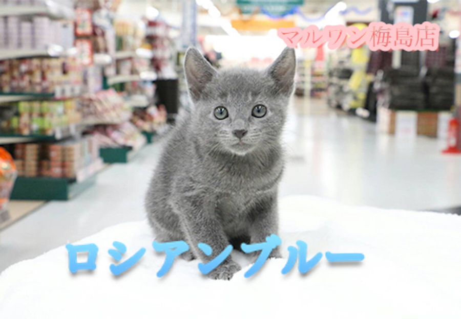 【ロシアンブルー】ロシアンスマイルに恋する方続出！特技も大公開しちゃいます♪：梅島店Pick UpベイビーNo.119092