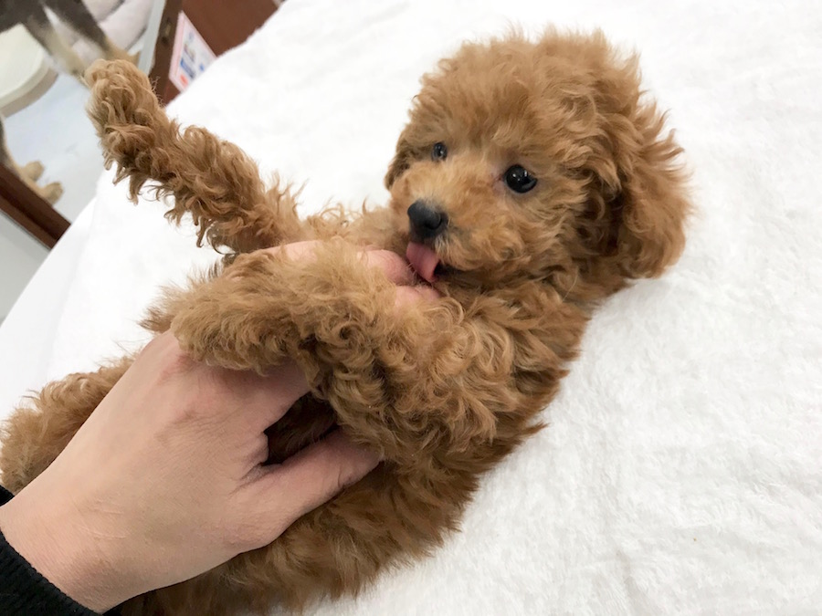 コミュニケーションもバッチリ | トイ・プードル - ペットショップ マルワン相模大塚 神奈川県大和市