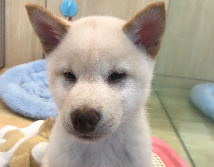 柴犬 - ペットショップ マルワン港北ニュータウン 神奈川県横浜市都筑区