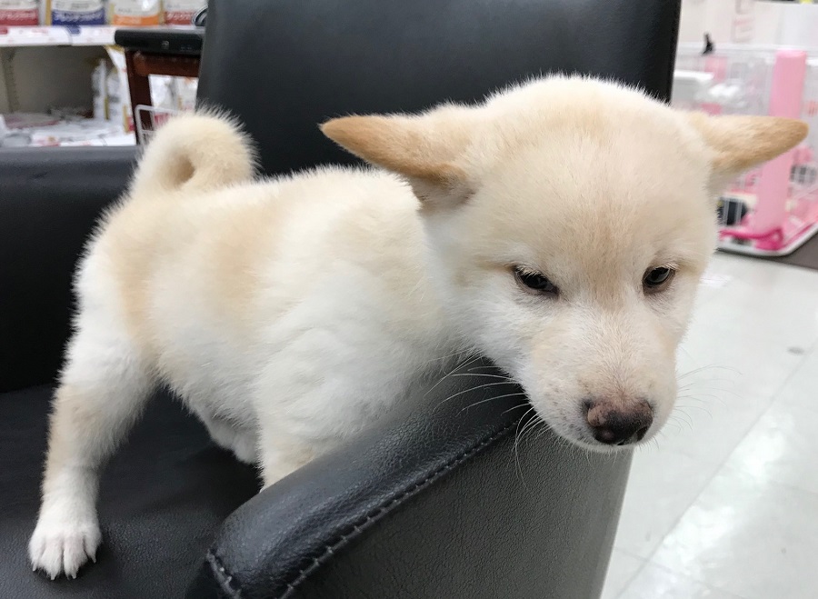 柴犬 - ペットショップ マルワン港北ニュータウン 神奈川県横浜市都筑区