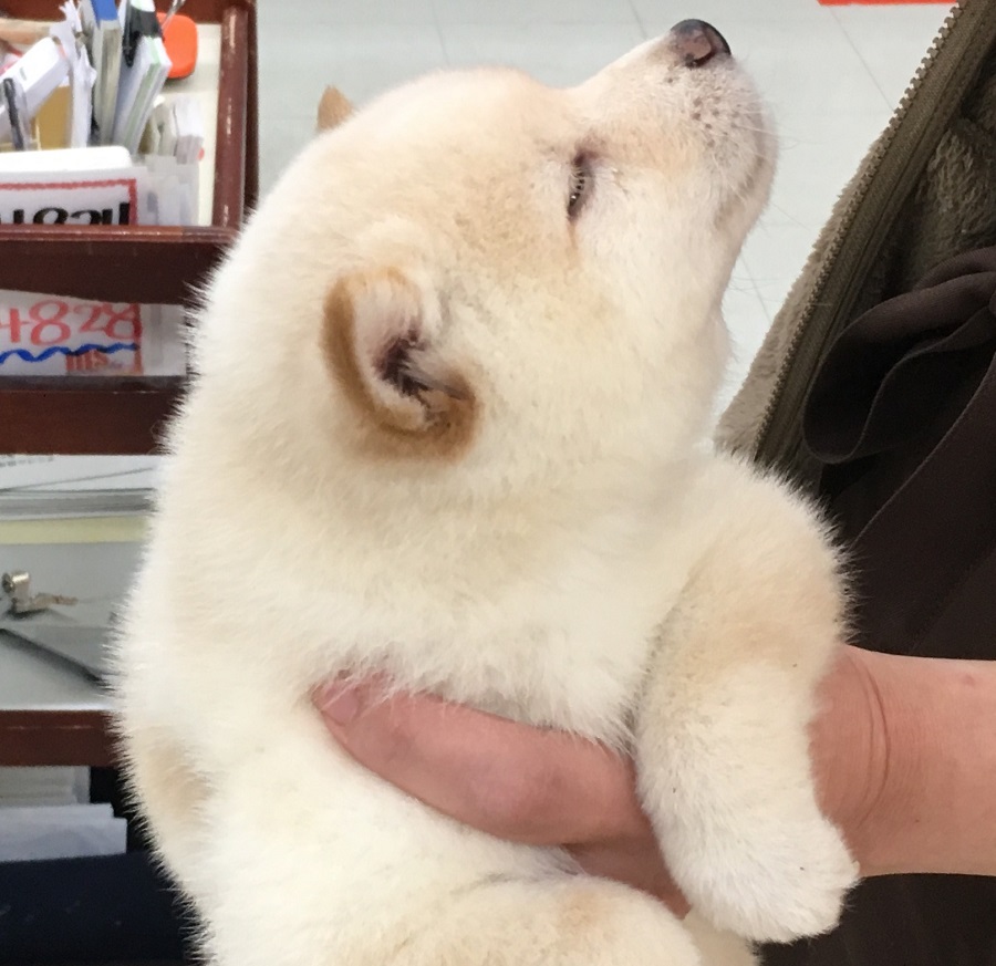 柴犬 - ペットショップ マルワン港北ニュータウン 神奈川県横浜市都筑区