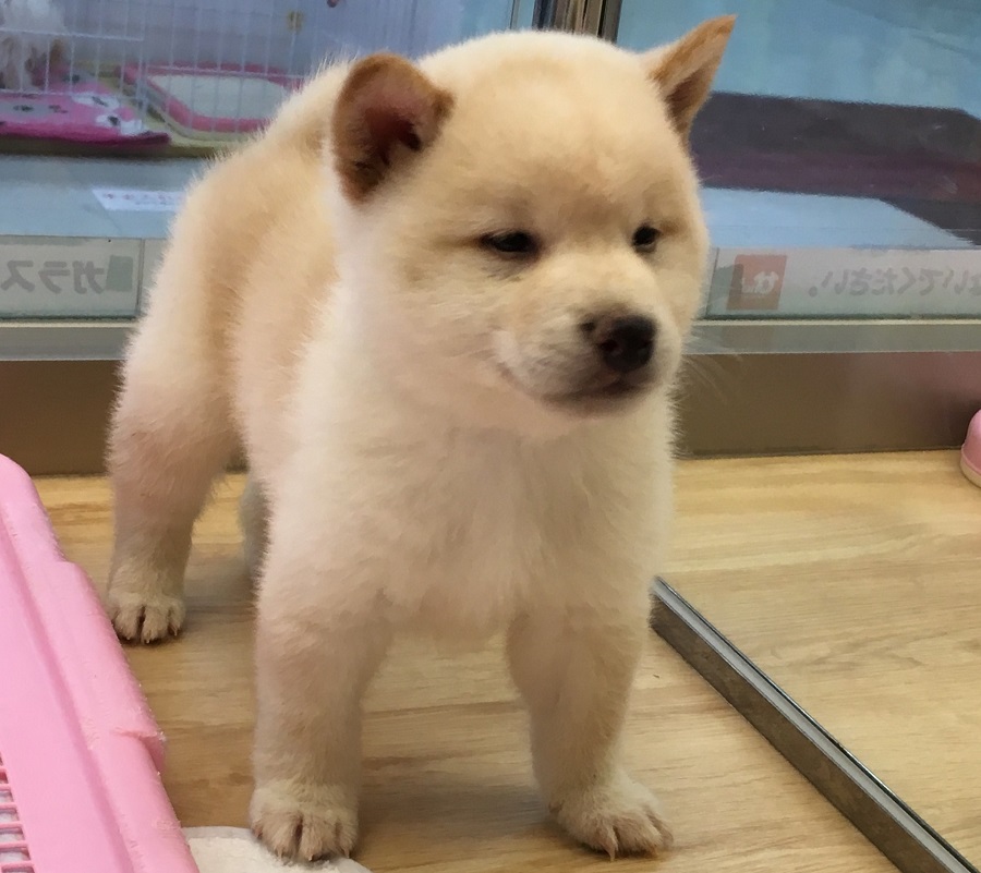 柴犬 - ペットショップ マルワン港北ニュータウン 神奈川県横浜市都筑区
