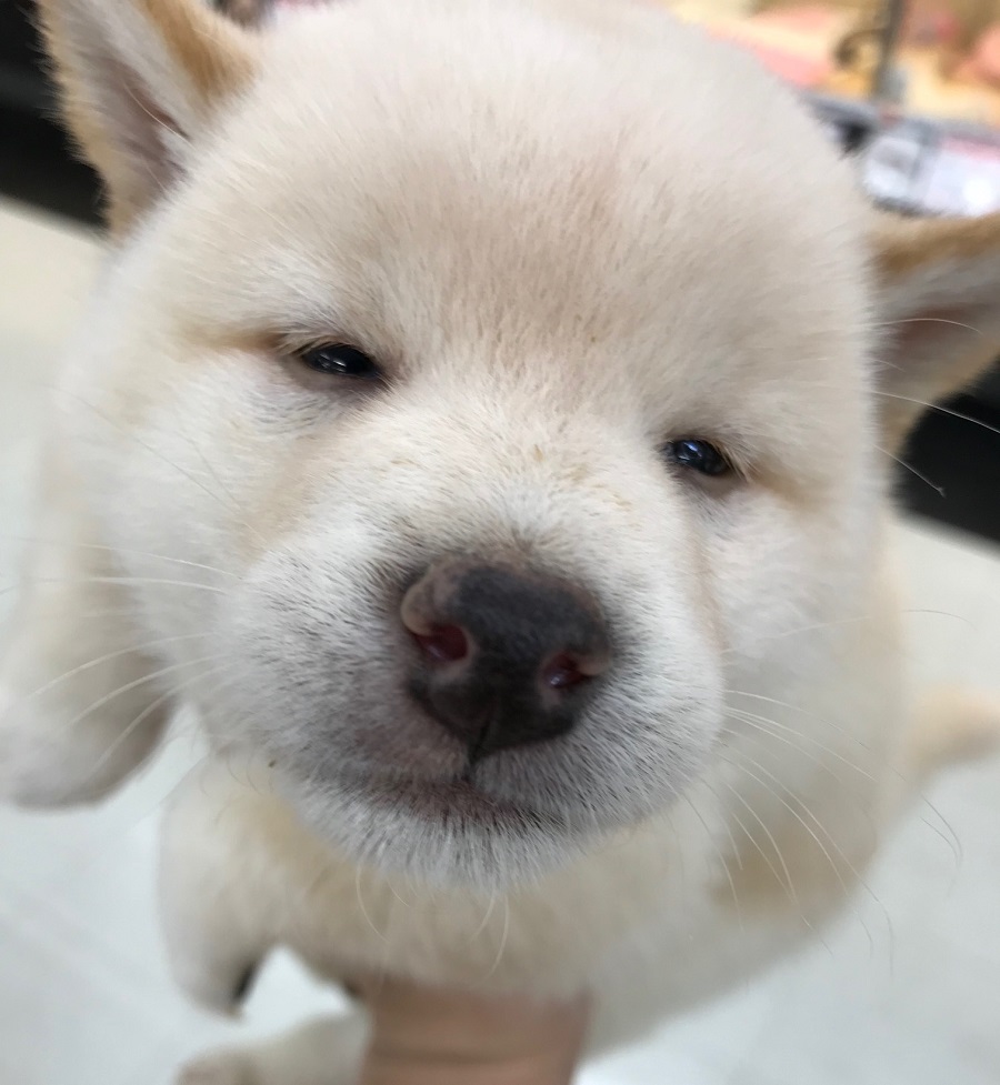 柴犬 - ペットショップ マルワン港北ニュータウン 神奈川県横浜市都筑区