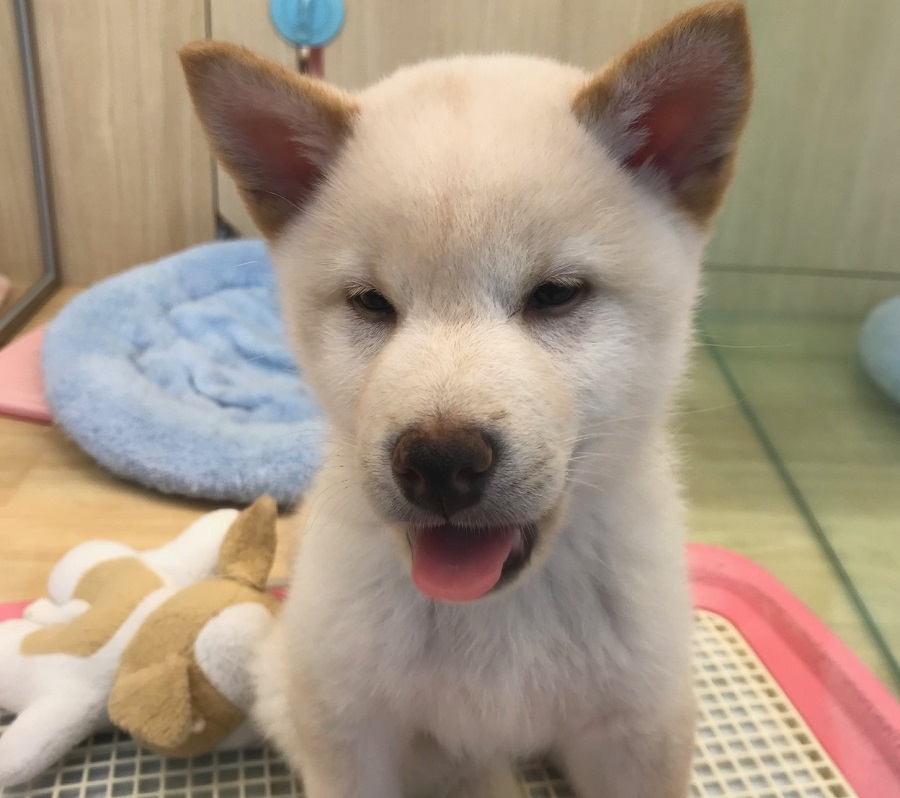 柴犬 - ペットショップ マルワン港北ニュータウン 神奈川県横浜市都筑区