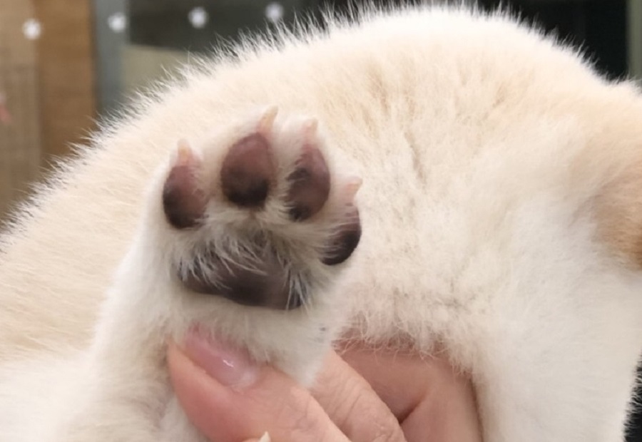柴犬 - ペットショップ マルワン港北ニュータウン 神奈川県横浜市都筑区