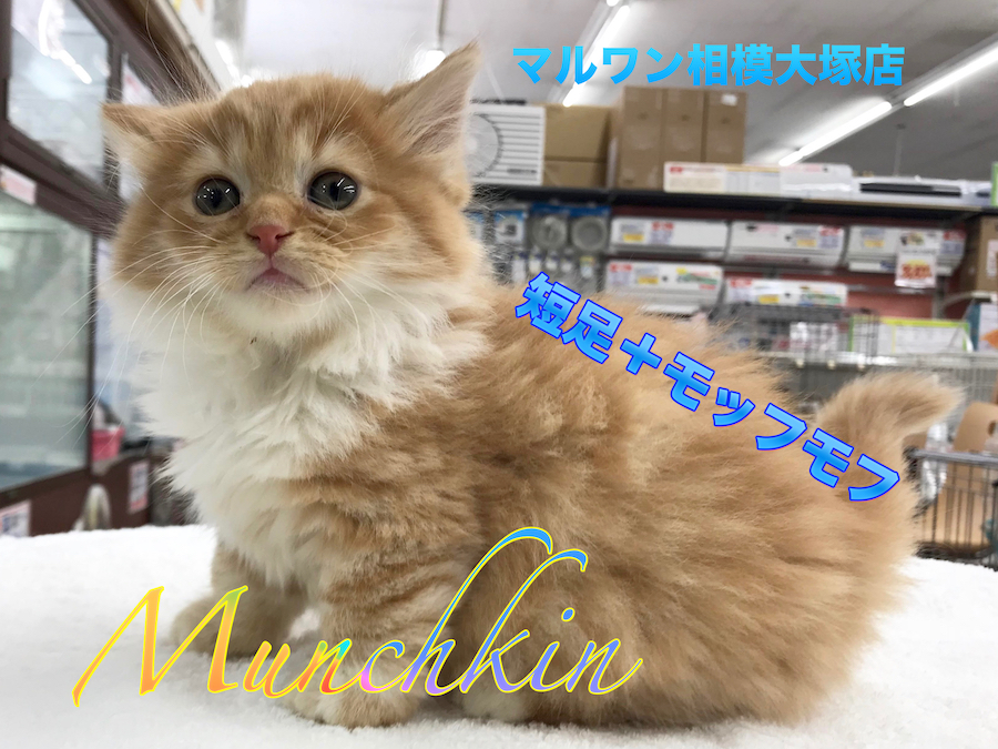 【マンチカン】短足＋モッフモフは最高の癒しキャラ！サポートシステムも充実！：マルワン相模大塚店オススメベイビーNo.814440