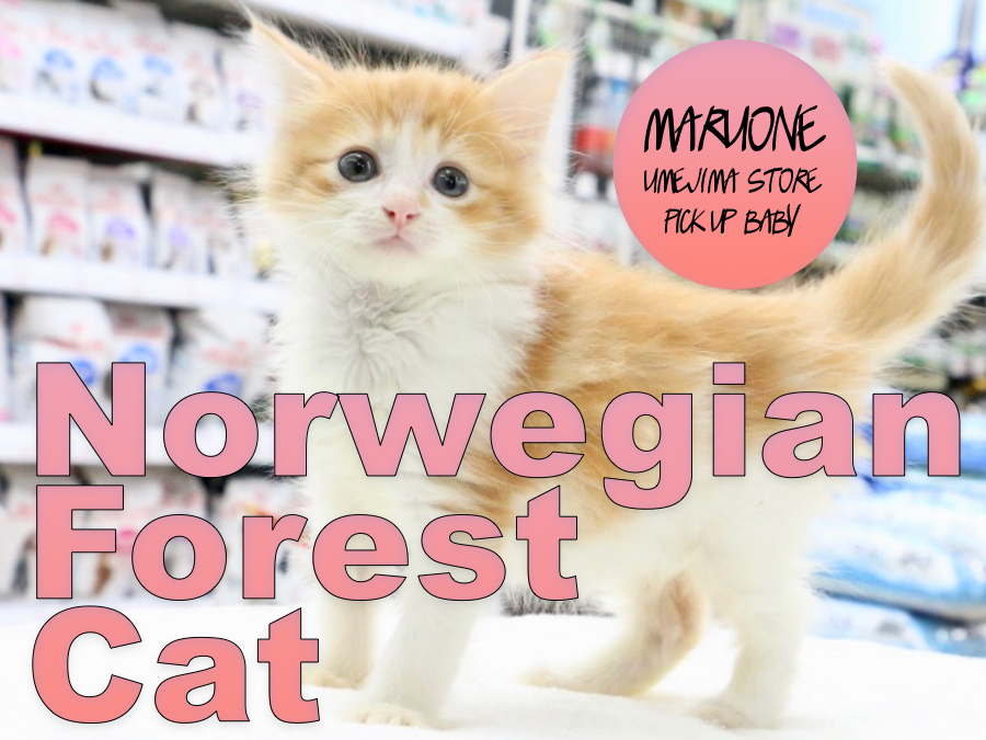 【ノールウェージャンフォレストキャット】イケにゃん好き集合♪北欧原産のゴージャスイケメンキャット！：梅島店PICK UPベイビー！No.119097