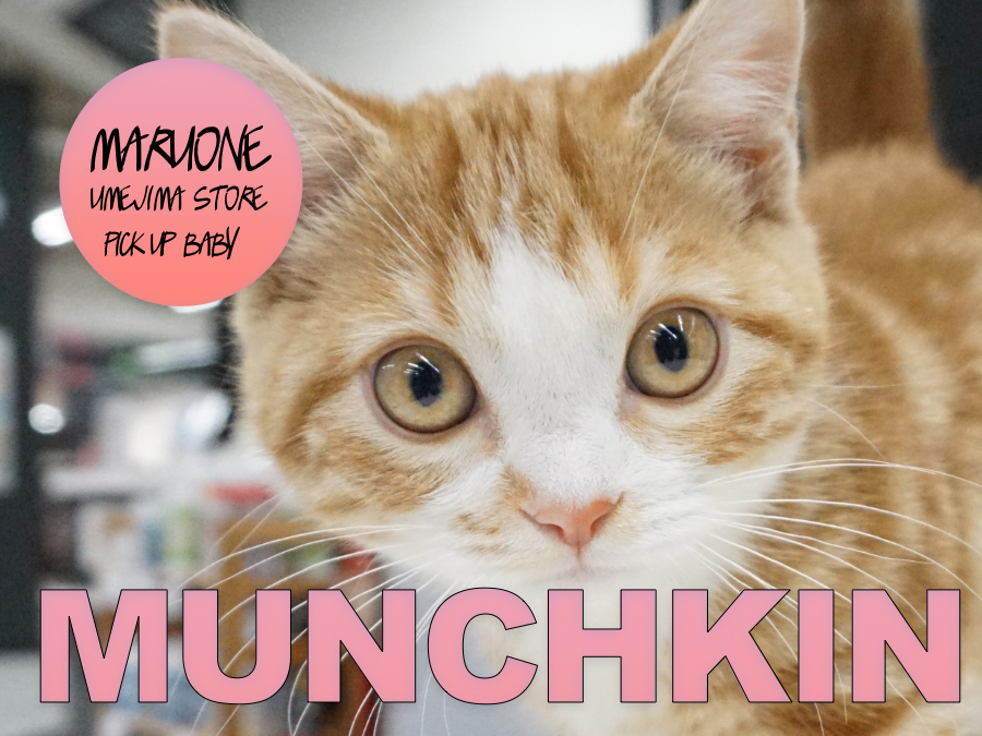 【マンチカン】こたつとみかんが似合う猫発見！Mr.K巡業シリーズ第二弾！：梅島店PICK UPベイビー！No119094