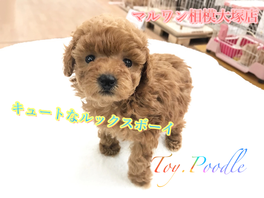 【トイ・プードル】女の子顔の男の子！？キュートなルックスには理由があった！：相模大塚店Pick UpベイビーNo.814432