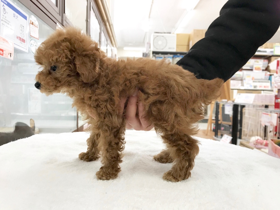 ぬいぐるみのテディベアのようなルックス | トイ・プードル - ペットショップ マルワン相模大塚 神奈川県大和市