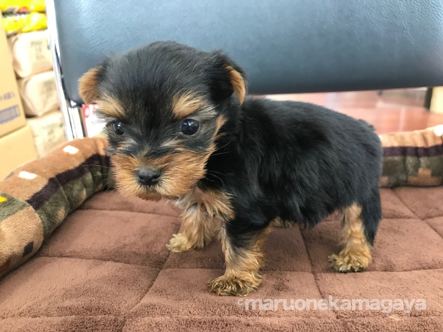 ヨークシャーテリア - ペットショップ マルワン鎌ヶ谷 千葉県鎌ヶ谷市北初富
