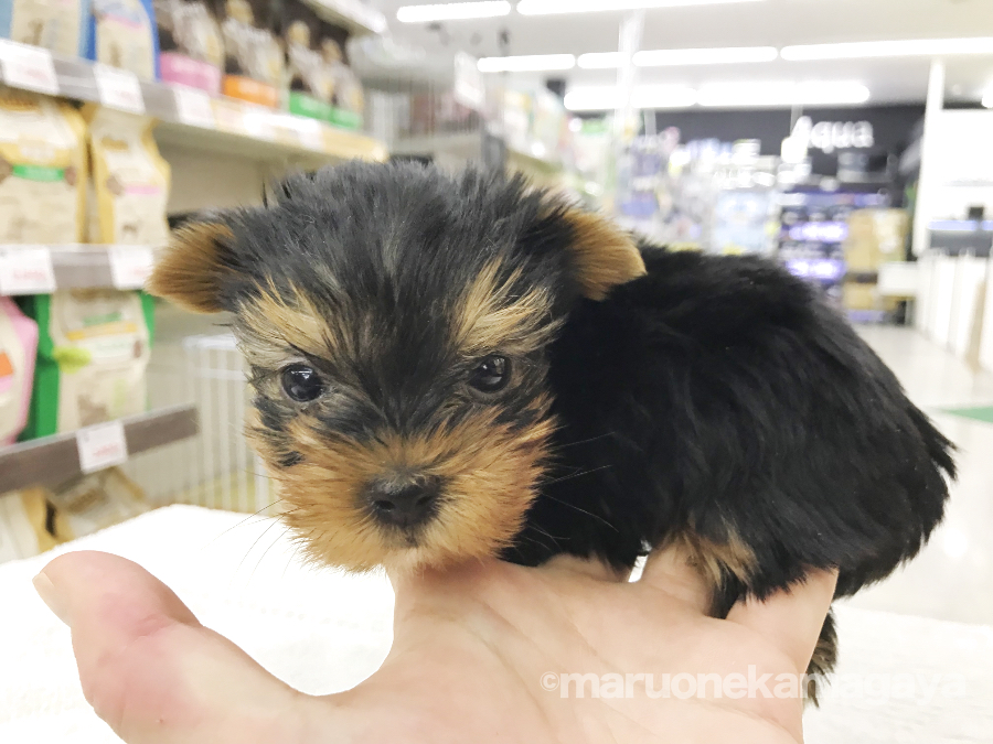 ヨークシャーテリア - ペットショップ マルワン鎌ヶ谷 千葉県鎌ヶ谷市北初富