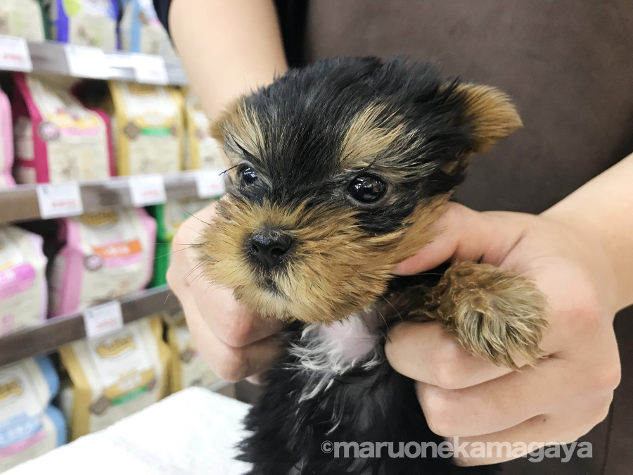 ヨークシャーテリア - ペットショップ マルワン鎌ヶ谷 千葉県鎌ヶ谷市北初富
