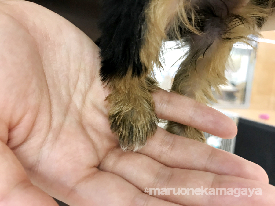 ヨークシャーテリア - ペットショップ マルワン鎌ヶ谷 千葉県鎌ヶ谷市北初富