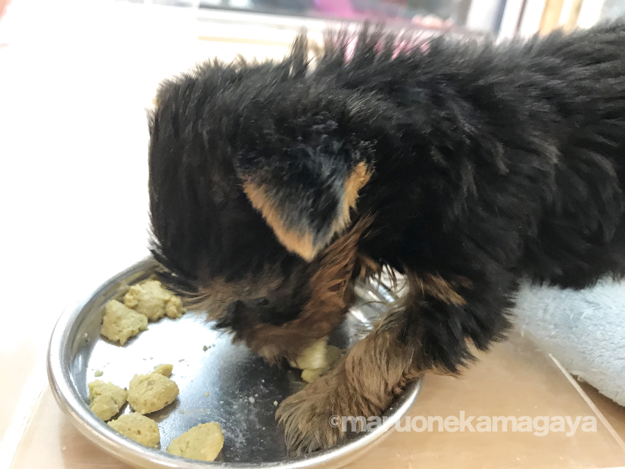 ヨークシャーテリア - ペットショップ マルワン鎌ヶ谷 千葉県鎌ヶ谷市北初富