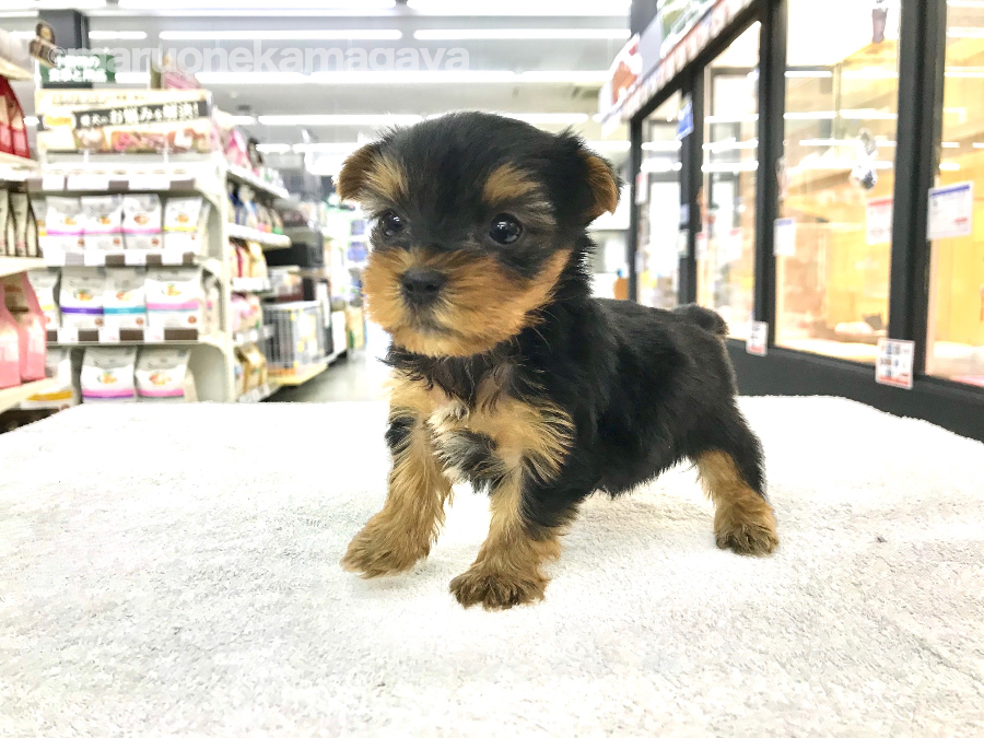 ヨークシャーテリア - ペットショップ マルワン鎌ヶ谷 千葉県鎌ヶ谷市北初富