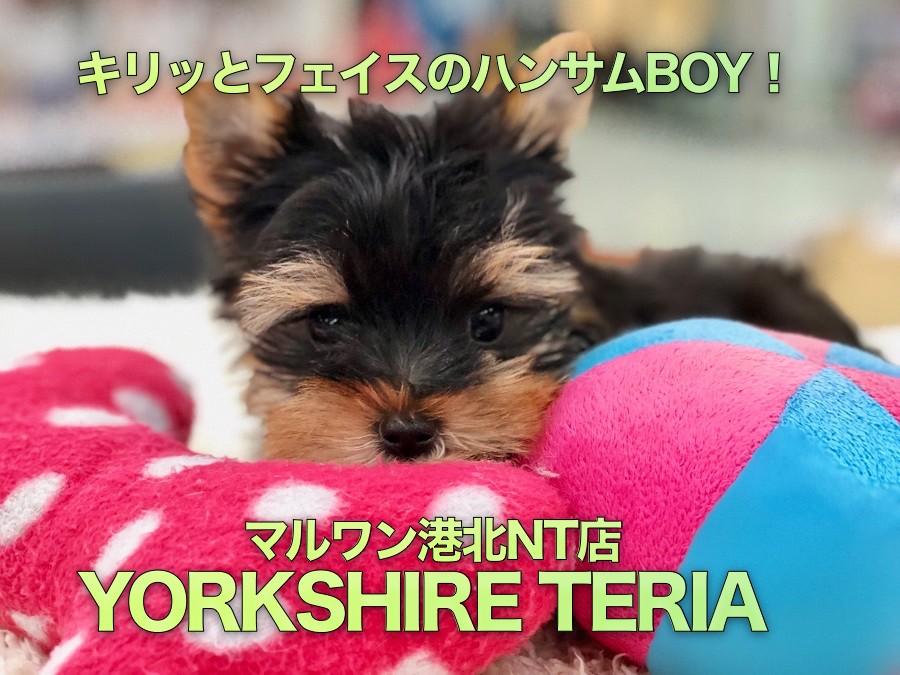 【ヨークシャーテリア】超イケメン！キリッとした顔立ちのハンサムボーイ！：港北NT店PICKUPベイビー！NO.311754