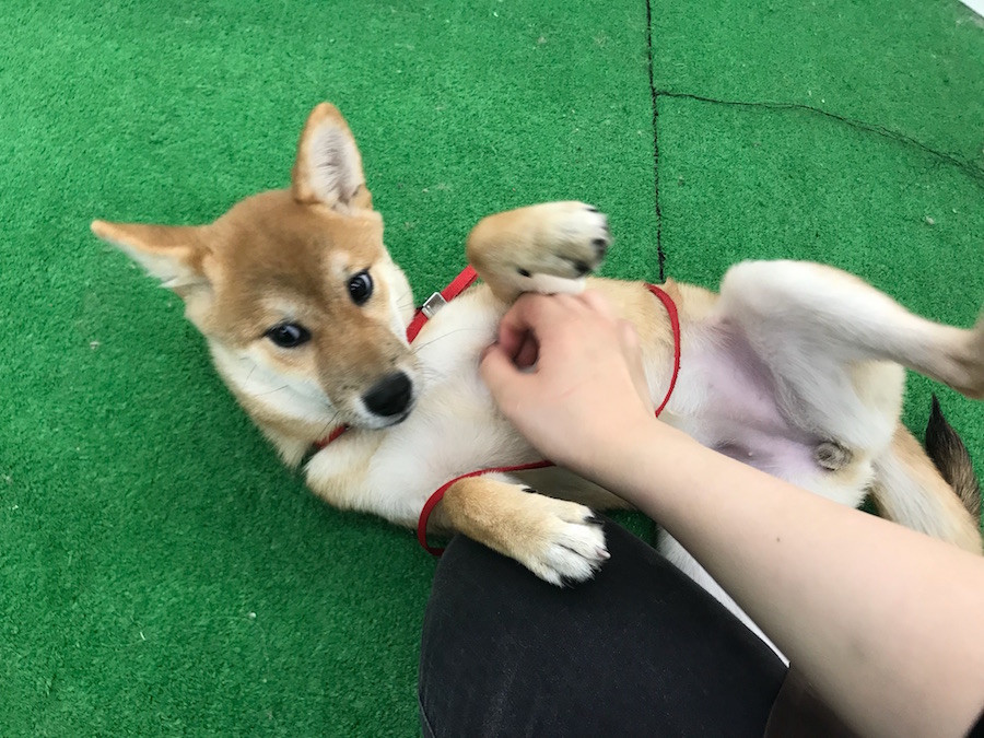 柴犬 - ペットショップ マルワン東日暮里 東京都荒川区