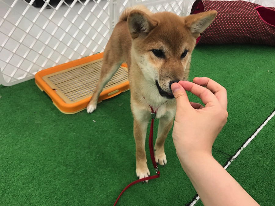 柴犬 - ペットショップ マルワン東日暮里 東京都荒川区