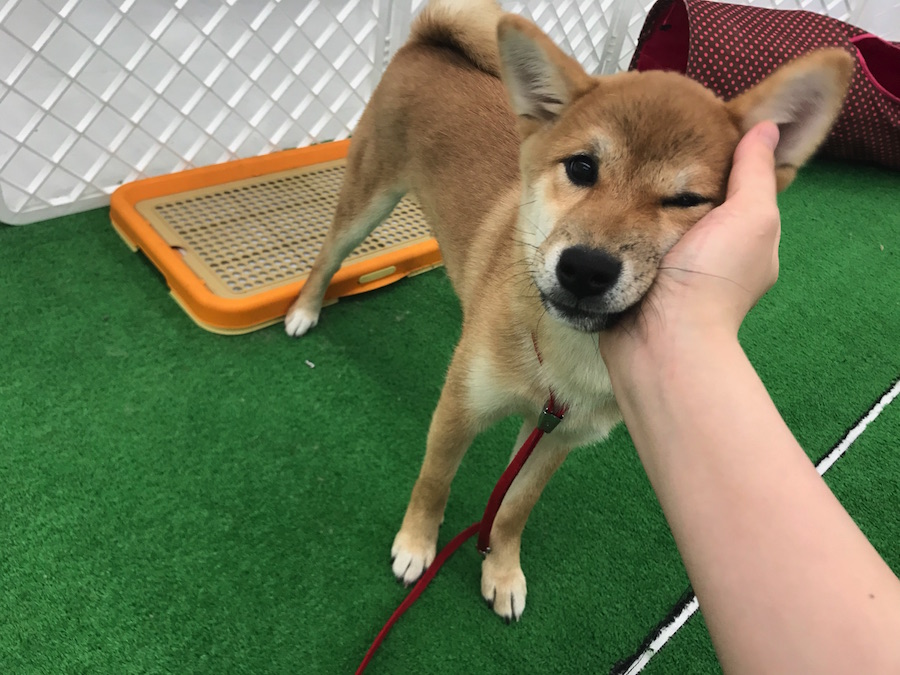 柴犬 - ペットショップ マルワン東日暮里 東京都荒川区