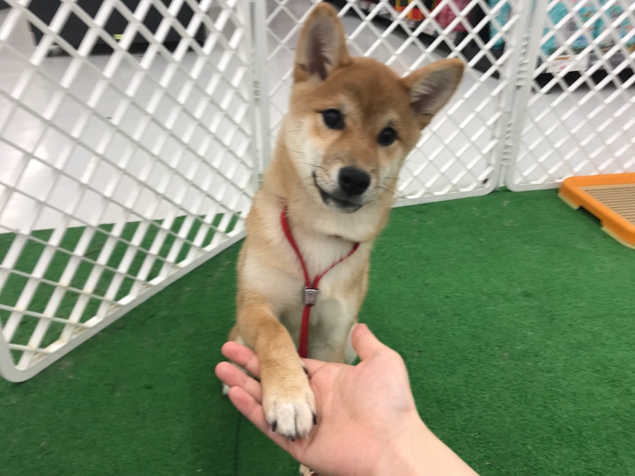 柴犬 - ペットショップ マルワン東日暮里 東京都荒川区