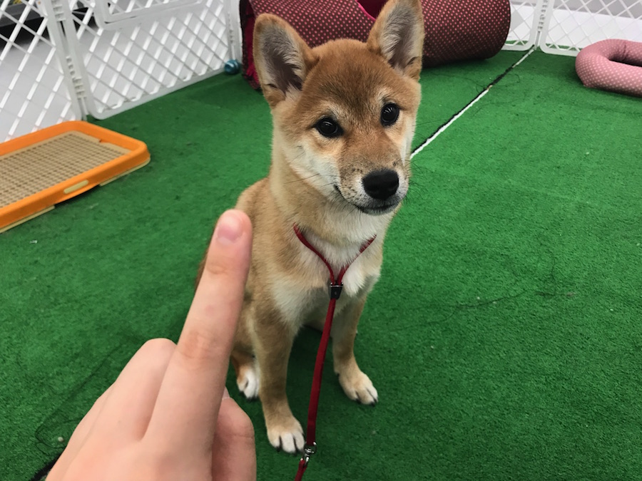 柴犬 - ペットショップ マルワン東日暮里 東京都荒川区