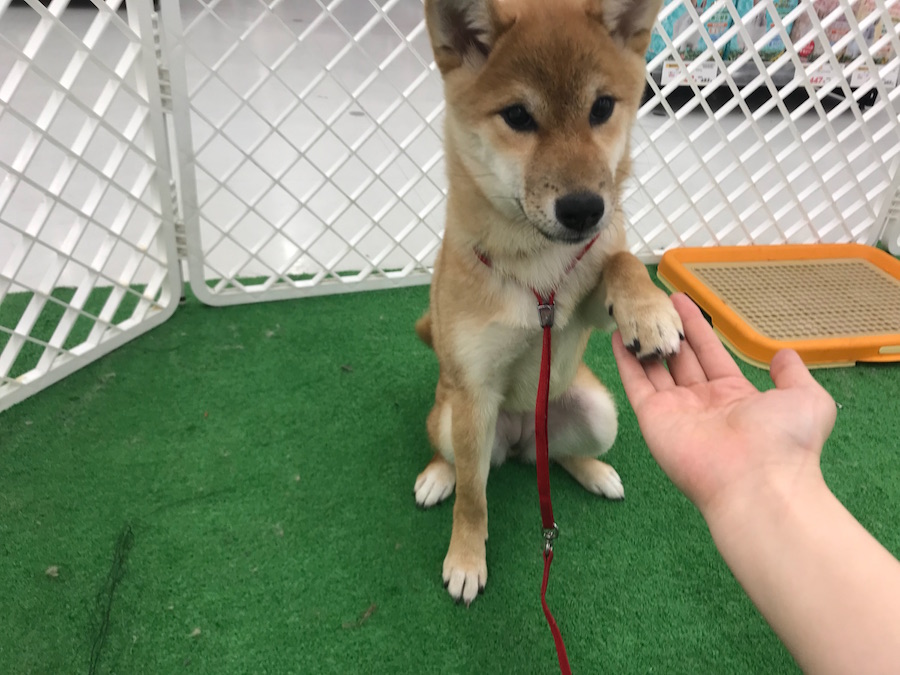 柴犬 - ペットショップ マルワン東日暮里 東京都荒川区