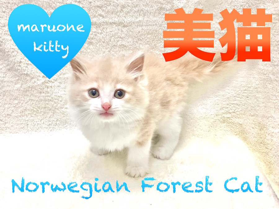 【ノルウェージャンフォレストキャット】超美猫!目指せアイドルキャット!:下丸子店PickupベイビーNo.116226